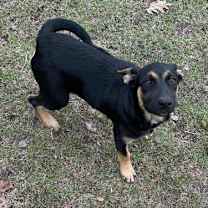 Thumbnail photo of Wilma *Arriving 1/10* #1