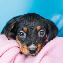 Thumbnail photo of Adina #2