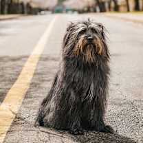 Thumbnail photo of Panda #4