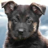 Thumbnail photo of Carley von Jesteburg #1