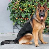 Thumbnail photo of Ailani von Aichtal #2