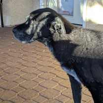 Thumbnail photo of Tayegen #3