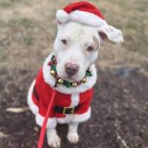 Thumbnail photo of Seashell #1