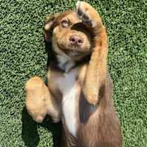 Thumbnail photo of Laney #2