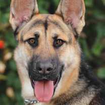 Thumbnail photo of Brando von Borod #1