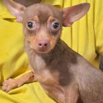 Thumbnail photo of Sloan #1