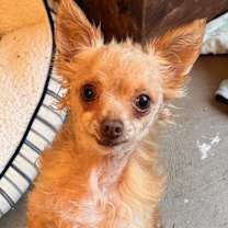 Thumbnail photo of Blitzen #1