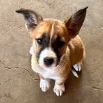 Thumbnail photo of Sweetie #3