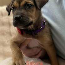 Thumbnail photo of Sakura *Arriving 1/10* #1