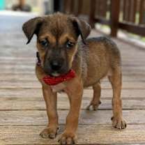 Thumbnail photo of Sakura *Arriving 1/10* #4