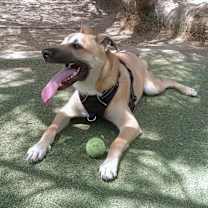 Thumbnail photo of Basil #1