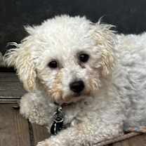 Thumbnail photo of KRYSTAL #2