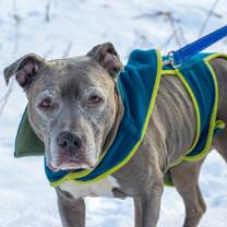 Thumbnail photo of Duchess #3