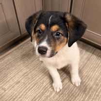 Thumbnail photo of Zane #1