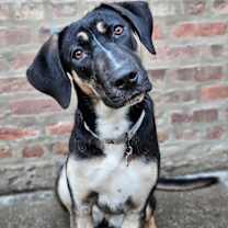 Thumbnail photo of Sable(REDUCED FEE!) #1