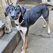 Thumbnail photo of Sable(REDUCED FEE!) #2