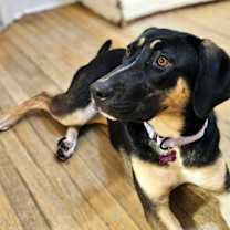 Thumbnail photo of Sable(REDUCED FEE!) #4