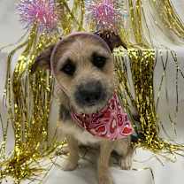 Thumbnail photo of 983 (2025) Nuca #1