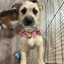 Thumbnail photo of 983 (2025) Nuca #2