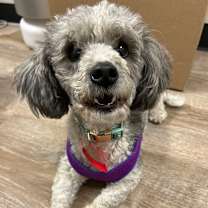 Thumbnail photo of 982 (2025) Maxie  #3