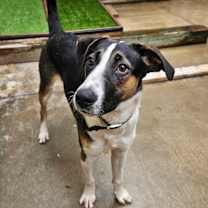 Thumbnail photo of Stanley(REDUCED FEE!) #3