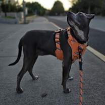 Thumbnail photo of Maverick #1