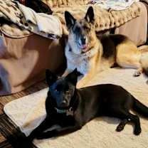 Thumbnail photo of Remy! #3