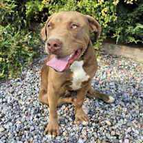 Thumbnail photo of Splendid Sherlock Bones ~ Labrabull #4