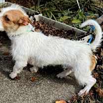 Thumbnail photo of SHANIA  12 LBS 1 YR. #2