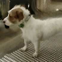 Thumbnail photo of SHANIA  12 LBS 1 YR. #3