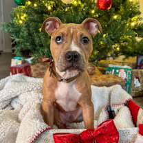 Thumbnail photo of Inari #1