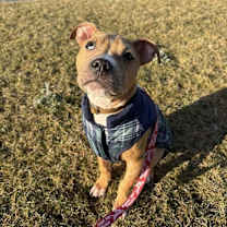 Thumbnail photo of Inari #2