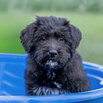 Thumbnail photo of Chai #1