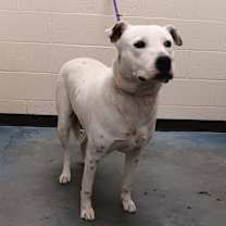 Thumbnail photo of Palomo #3