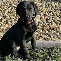 Thumbnail photo of Serene (Easy Going Litter) #3