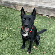 Thumbnail photo of Aurora #1