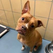 Thumbnail photo of Ivy #2