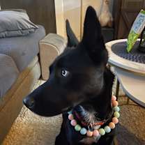 Thumbnail photo of Aurura #3