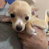 Thumbnail photo of Coco Cream #3