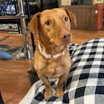 Thumbnail photo of Cricket #1