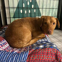 Thumbnail photo of Cricket #2