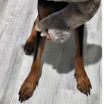 Thumbnail photo of Oden #1