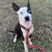 Thumbnail photo of Cardi #2