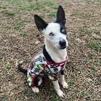 Thumbnail photo of Cardi #3