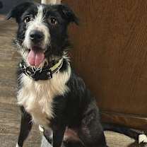 Thumbnail photo of Chloe #2