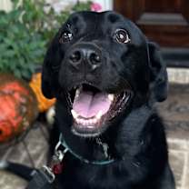 Thumbnail photo of 22-112 Rose #2