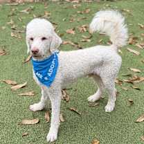 Thumbnail photo of Maverick (Mavvy) #2