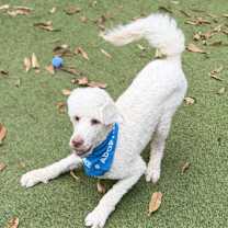 Thumbnail photo of Maverick (Mavvy) #4