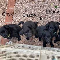 Thumbnail photo of Ebony #4