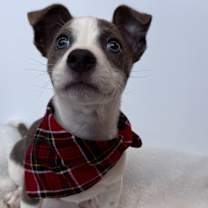 Thumbnail photo of Goose #2